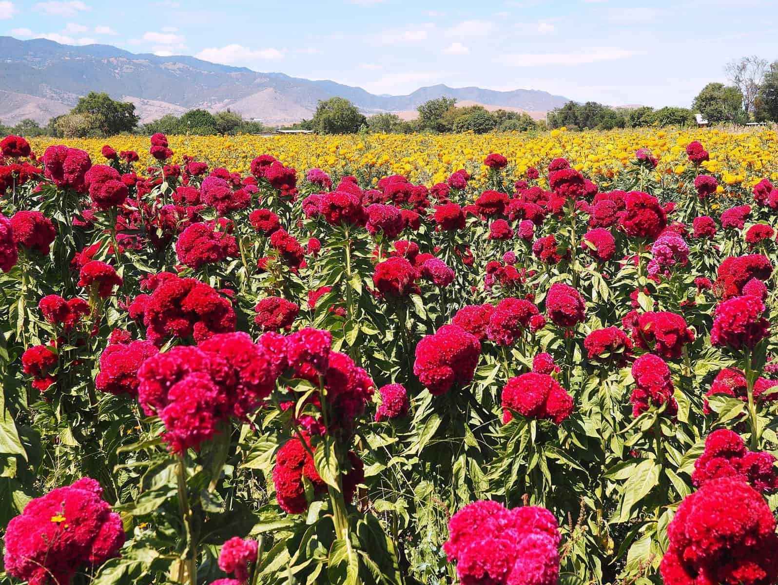 How a Lumbar Puncture Changed my Life